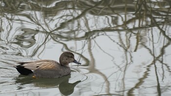 Gadwall 埼玉県さいたま市 Sat, 2/19/2022