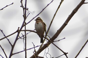 Rustic Bunting 埼玉県さいたま市 Sat, 2/19/2022