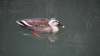 Eastern Spot-billed Duck 埼玉県さいたま市 Sat, 2/19/2022