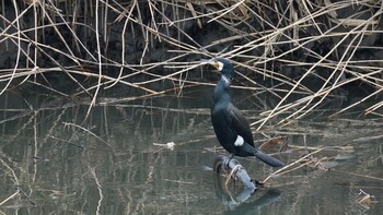 カワウ 埼玉県さいたま市 2022年2月19日(土)