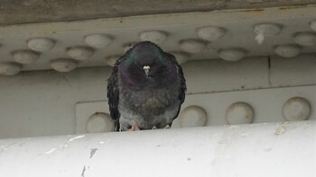 Rock Dove 埼玉県さいたま市 Sat, 2/19/2022