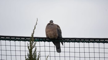 Oriental Turtle Dove 埼玉県さいたま市 Sat, 2/19/2022