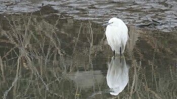 Little Egret 埼玉県さいたま市 Sat, 2/19/2022