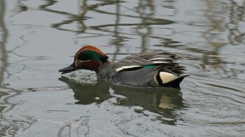 Eurasian Teal 埼玉県さいたま市 Sat, 2/19/2022