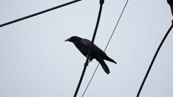 Carrion Crow 埼玉県さいたま市 Sat, 2/19/2022