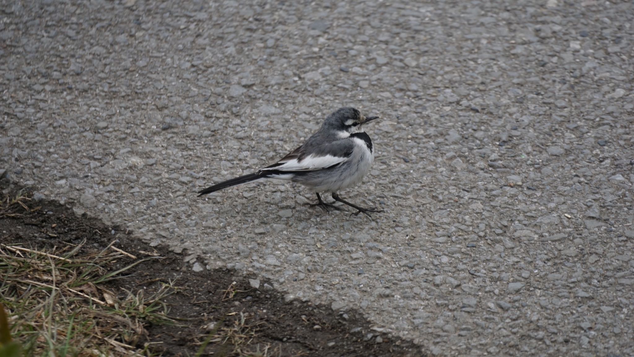 Photo of White Wagtail at 埼玉県さいたま市 by ツピ太郎