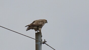 Eastern Buzzard 埼玉県さいたま市 Sat, 2/19/2022