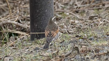 Dusky Thrush 埼玉県さいたま市 Sat, 2/19/2022