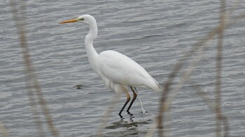 Great Egret 埼玉県さいたま市 Sat, 2/19/2022