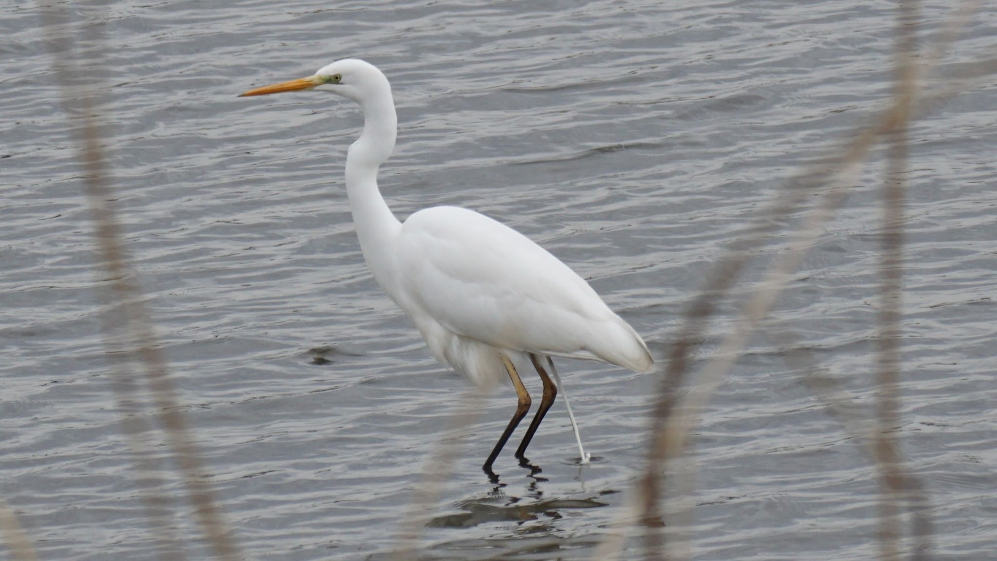 Photo of Great Egret at 埼玉県さいたま市 by ツピ太郎