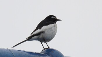 Japanese Wagtail 埼玉県さいたま市 Sat, 2/19/2022