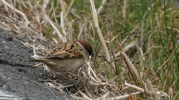 Eurasian Tree Sparrow 埼玉県さいたま市 Sat, 2/19/2022