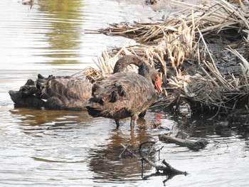 Black Swan 偕楽園 Unknown Date