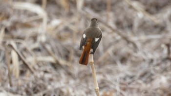 Daurian Redstart 埼玉県さいたま市 Sat, 2/19/2022