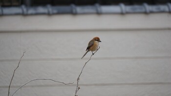 Bull-headed Shrike 埼玉県さいたま市 Sat, 2/19/2022