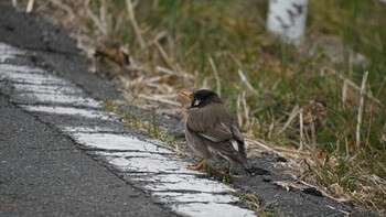 White-cheeked Starling 埼玉県さいたま市 Sat, 2/19/2022