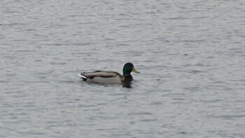 Mallard 埼玉県さいたま市 Sat, 2/19/2022