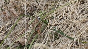 Meadow Bunting 埼玉県さいたま市 Sat, 2/19/2022