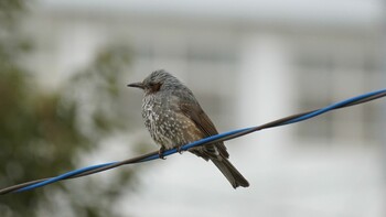 Brown-eared Bulbul 埼玉県さいたま市 Sat, 2/19/2022