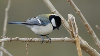 Japanese Tit 埼玉県さいたま市 Sat, 2/19/2022