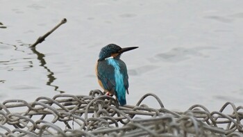 Common Kingfisher 埼玉県さいたま市 Sat, 2/19/2022