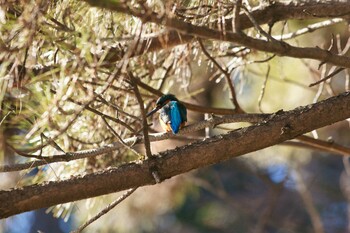 Common Kingfisher Hikarigaoka Park Fri, 2/18/2022