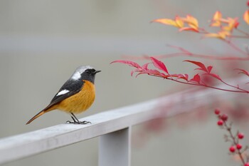 2022年2月19日(土) 檜町公園(東京ミッドタウン)の野鳥観察記録