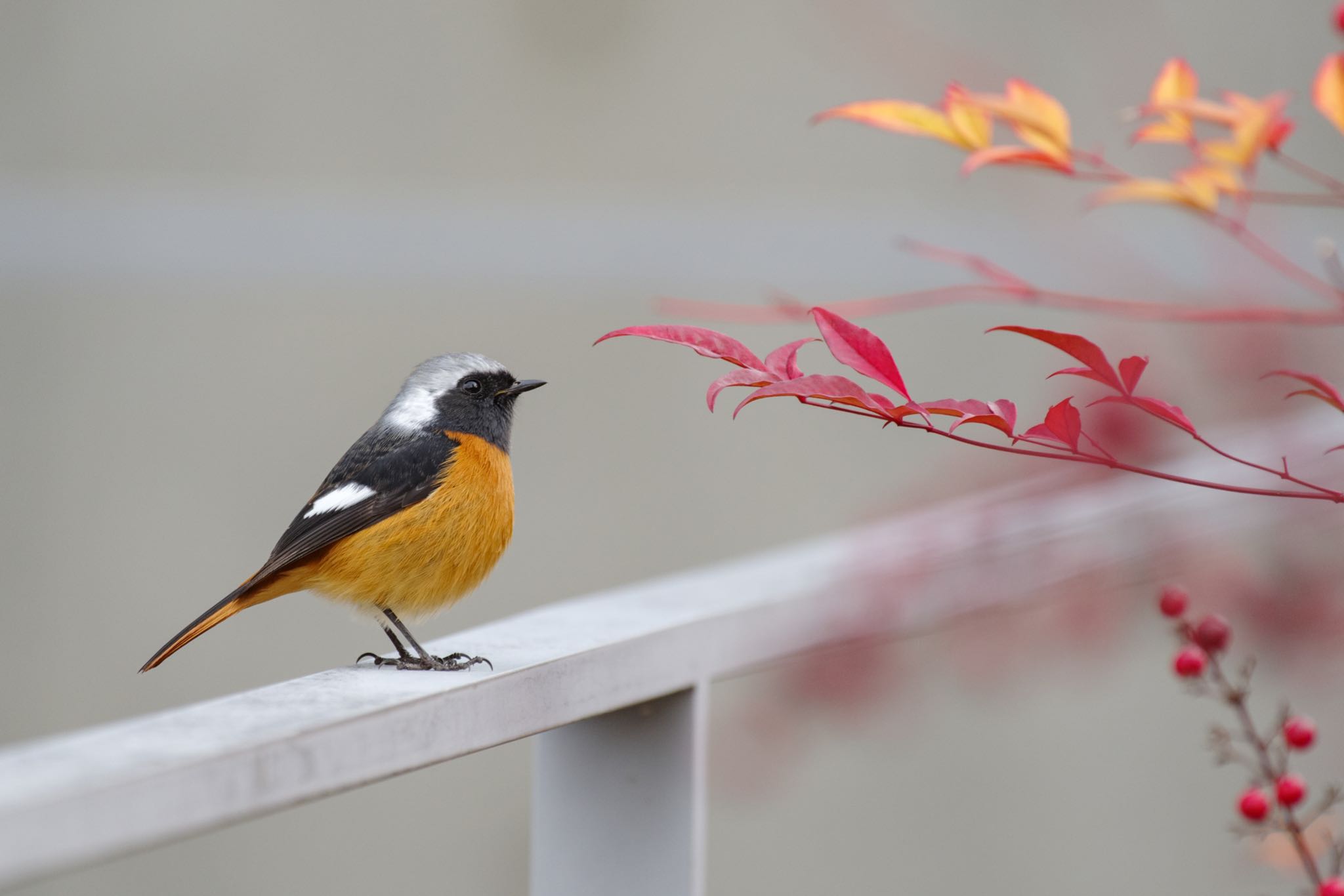 赤い南天とオレンジのジョウビタキ by Marco Birds