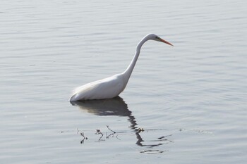 Great Egret 江津湖 Fri, 2/18/2022