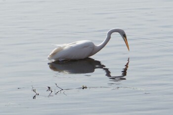 Great Egret 江津湖 Fri, 2/18/2022