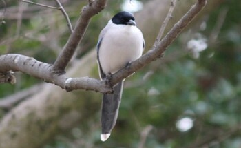 オナガ 秋ヶ瀬公園 2022年2月19日(土)