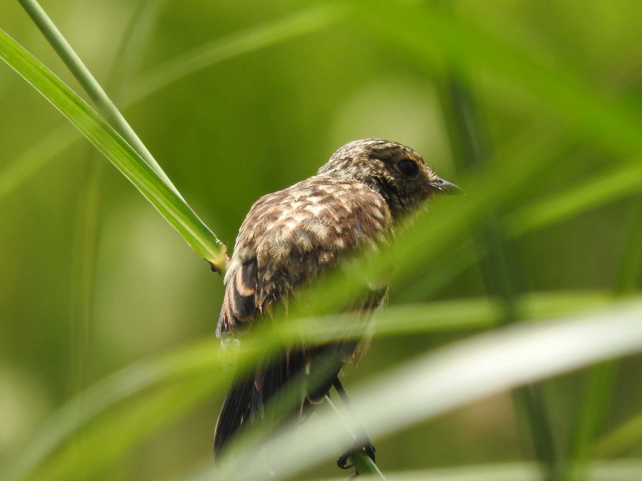 ノビタキ幼鳥 by TKR