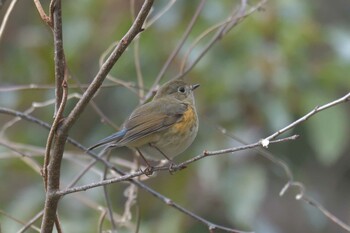 ルリビタキ 滋賀県甲賀市甲南町創造の森 2022年2月19日(土)