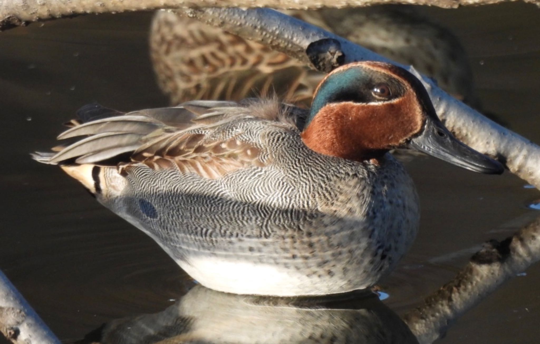 本郷農村公園(深谷市) コガモの写真 by 日本野鳥撮影の旅