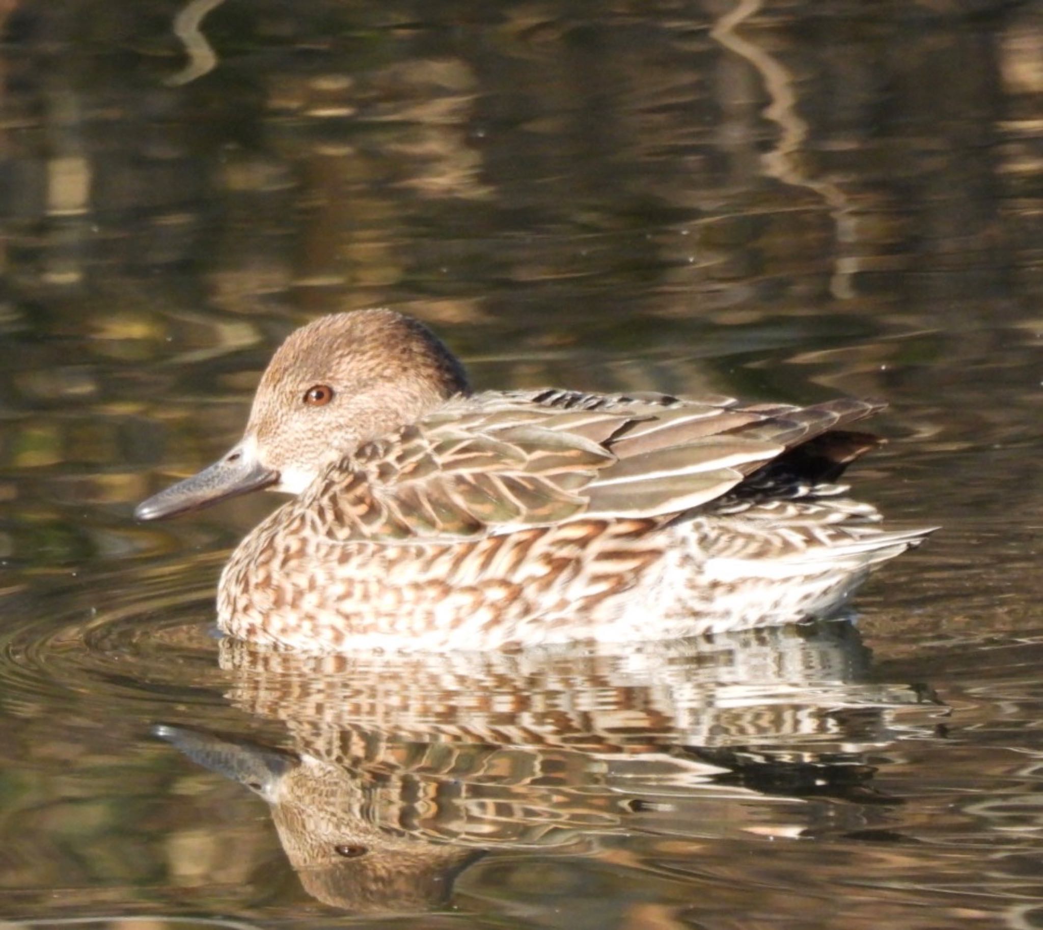 Eurasian Teal