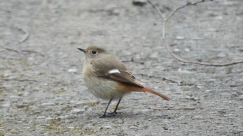 2022年1月23日(日) 小根山森林公園の野鳥観察記録