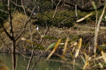 2022年2月7日(月) 大阪府茨木市地蔵池の野鳥観察記録