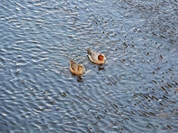 Thu, 2/17/2022 Birding report at 江古田公園、哲学堂公園、妙正寺川