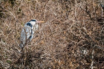 2022年2月11日(金) 耳原公園の野鳥観察記録