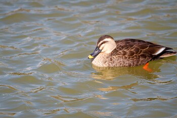 マガモ 耳原公園 2022年2月11日(金)