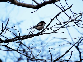 2022年2月15日(火) 哲学堂公園、妙正寺川の野鳥観察記録