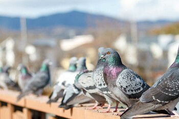 カワラバト 耳原公園 2022年2月11日(金)