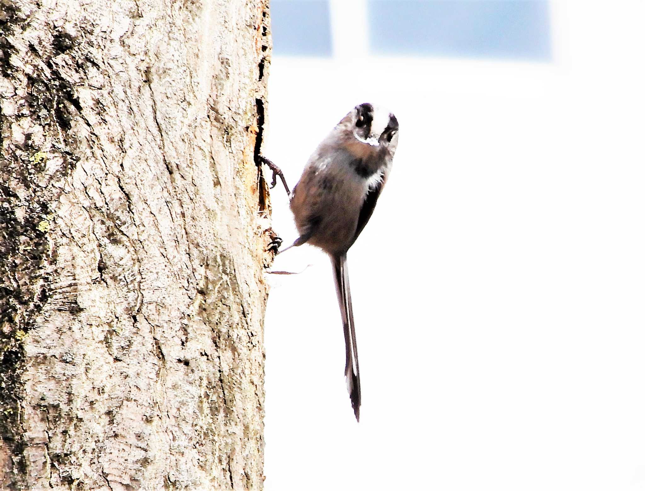 Long-tailed Tit