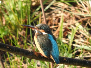 Common Kingfisher 狭山池 Unknown Date