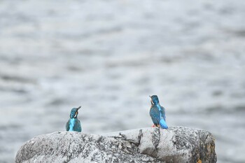 カワセミ 場所が不明 2022年2月19日(土)