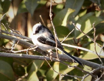 Tue, 2/1/2022 Birding report at 平和の森公園&哲学堂公園