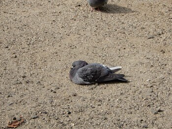 Rock Dove 平和の森公園、妙正寺川、新井薬師公園 Sat, 1/29/2022