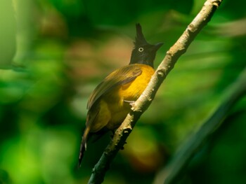 Black-headed Bulbul Dairy Farm Nature Park Sat, 2/19/2022