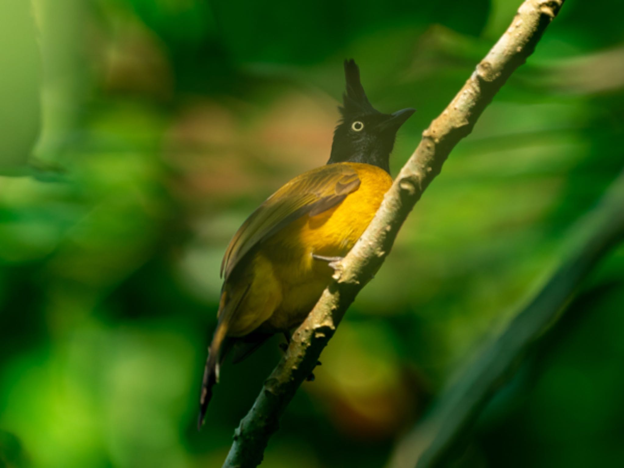 デイリーファーム自然公園 (Singapore) ズグロヒヨドリの写真 by T K