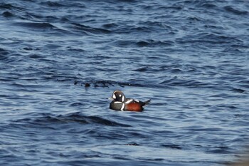 2022年2月6日(日) 平磯海岸の野鳥観察記録